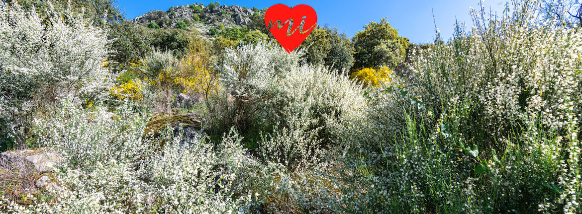 La escoba blanca en flor en Santa Cruz de la Sierra