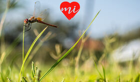 Suscrbete a MiExtremadura