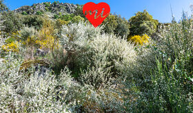La escoba blanca en flor en Santa Cruz de la Sierra
