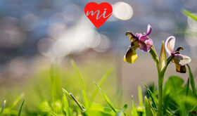 Orqudeas en Alange