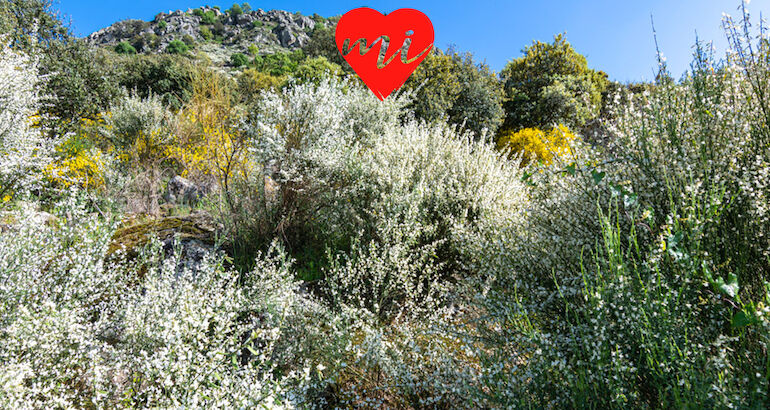 La escoba blanca en flor en Santa Cruz de la Sierra