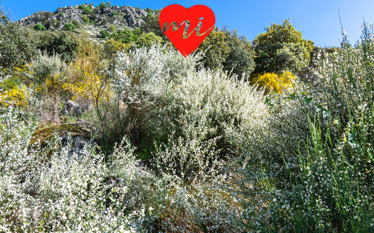 La escoba blanca en flor en Santa Cruz de la Sierra