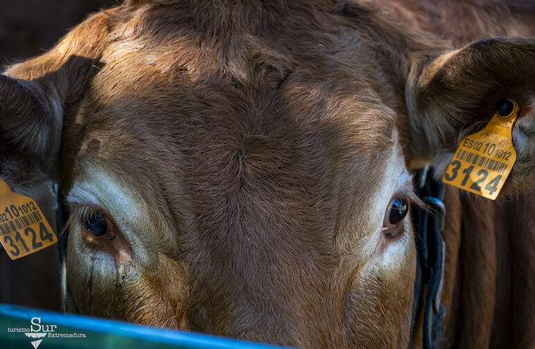 Feria Internacional Ganadera de Zafra