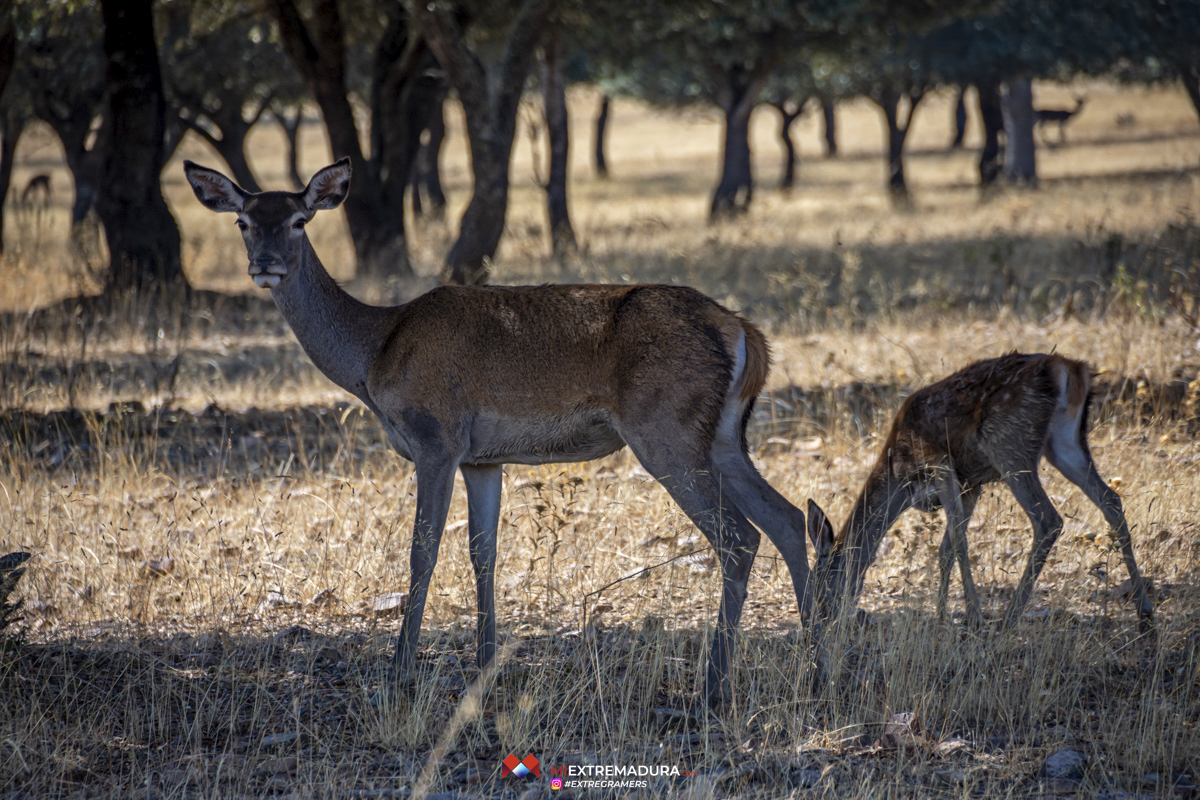 reservaextremadura