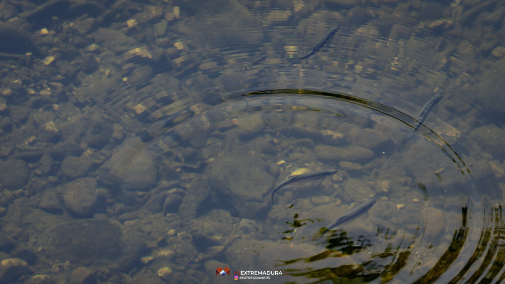 el laberinto de las tortugas