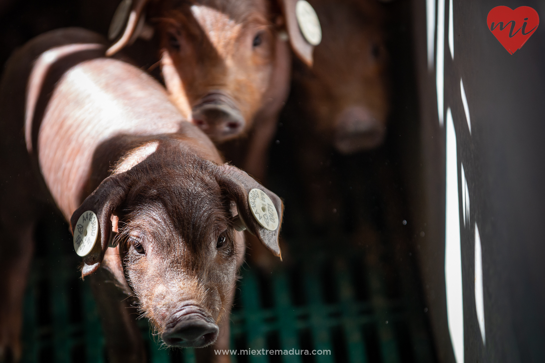 salon-del-jamon