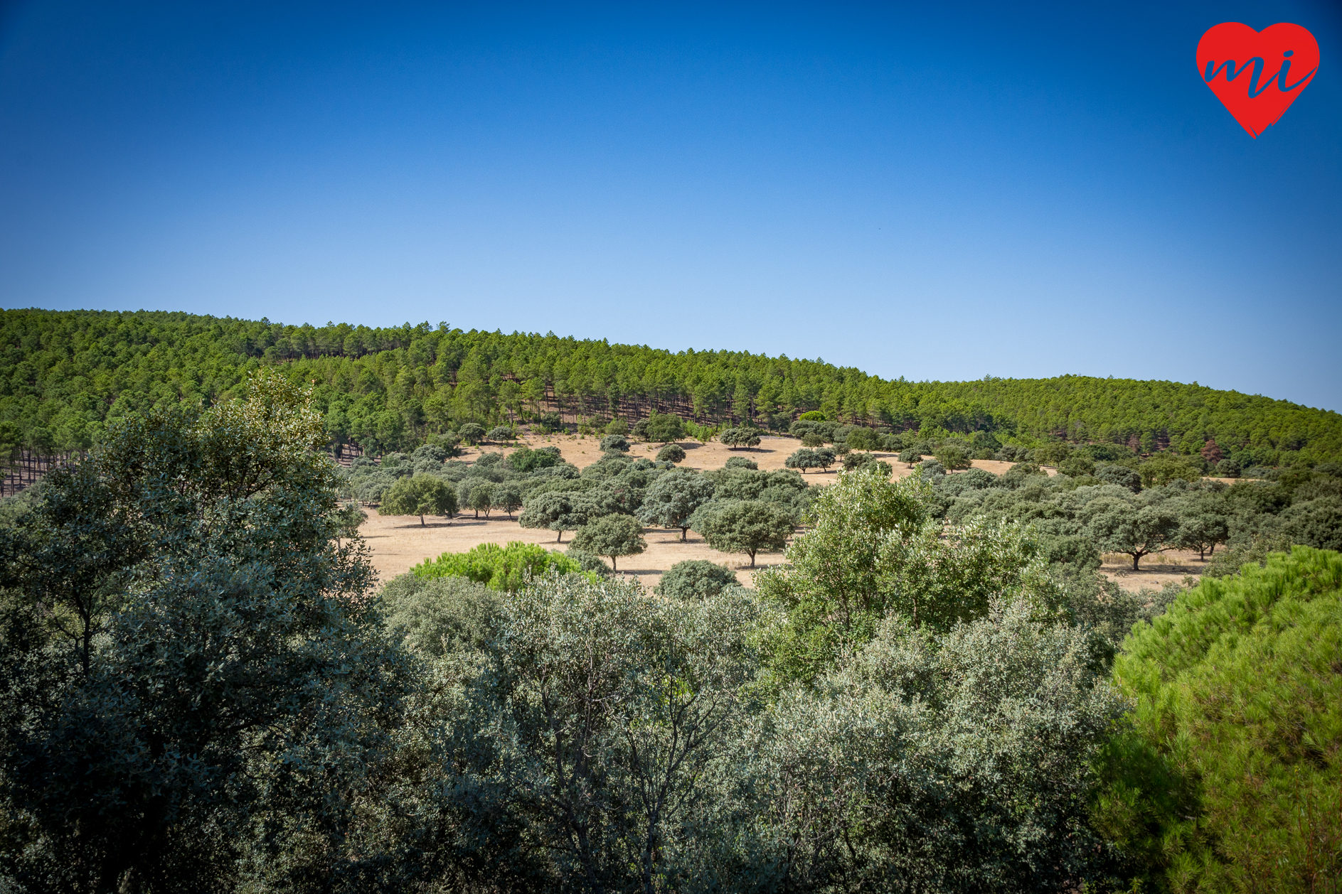 helechosa-de-los-montes-berrea-ciervos-citur