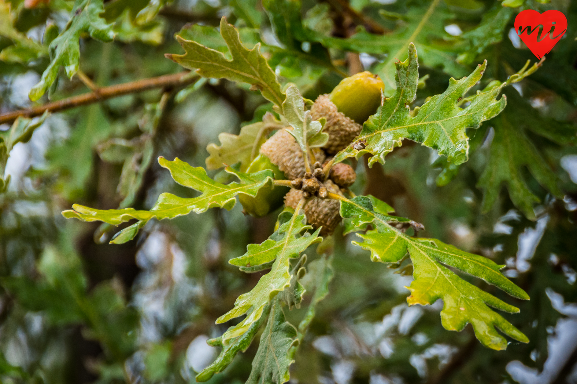 otoño-en-extremadura-villuercas-ibores-jara-flora