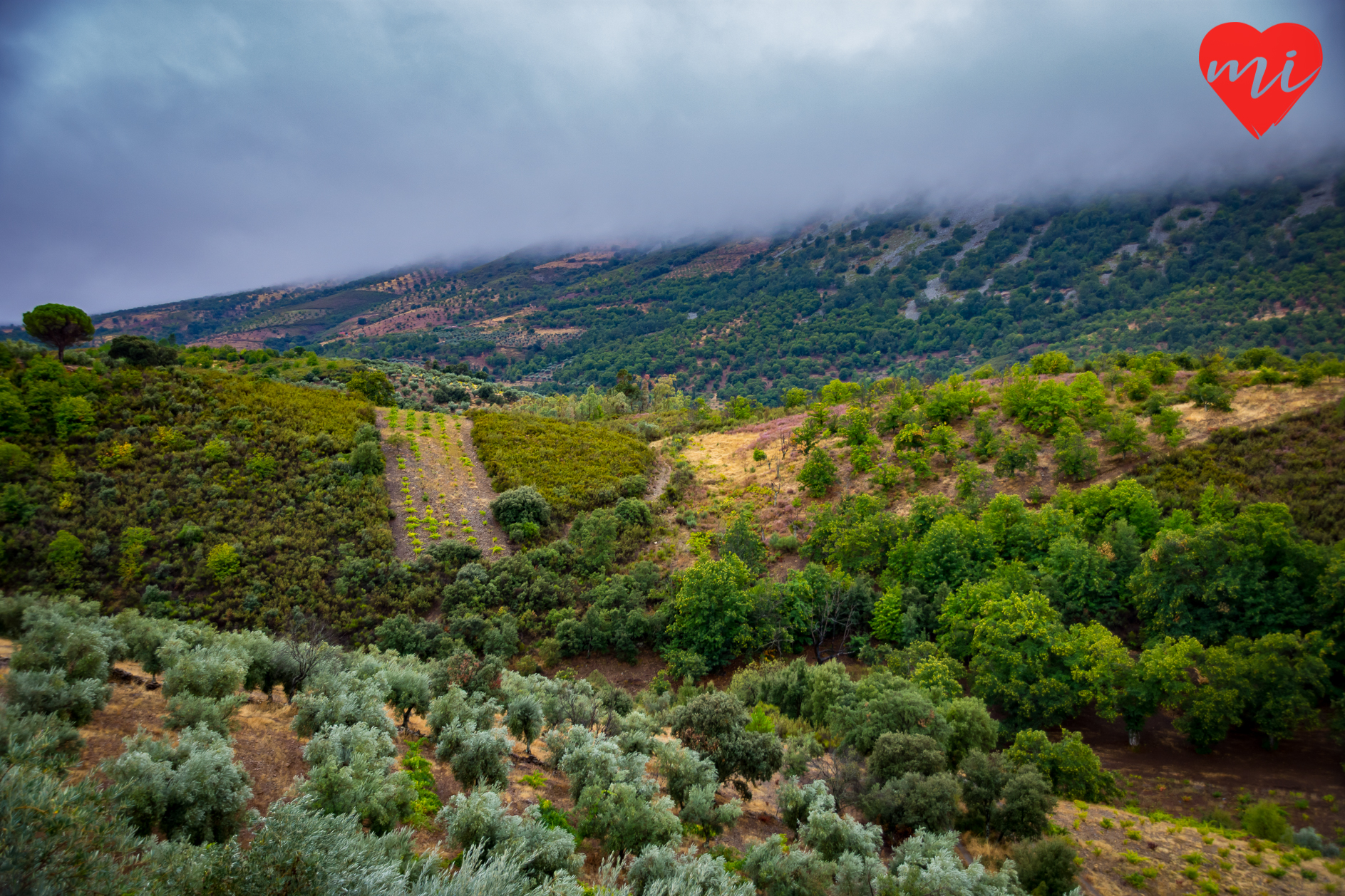 otoño-en-extremadura-villuercas-ibores-jara-flora