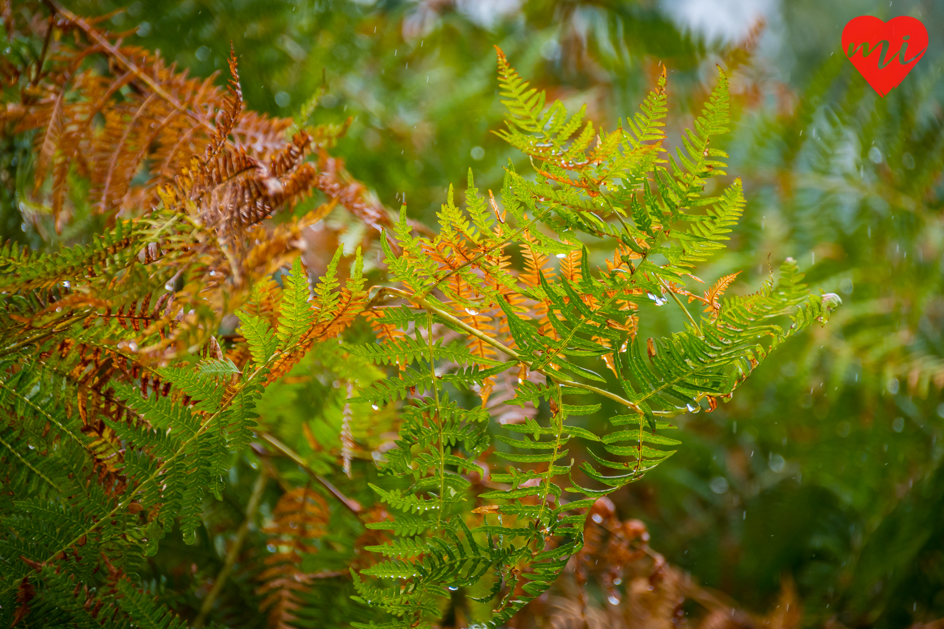 colores-de-otoño