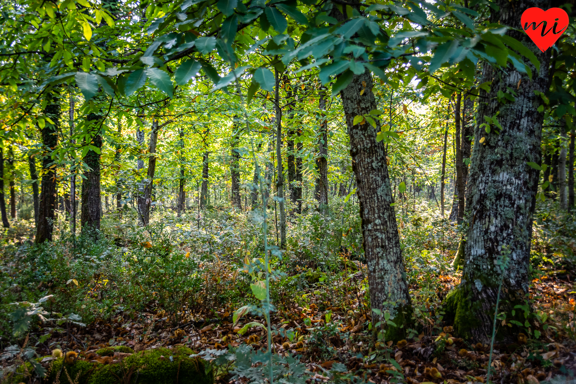 colores-de-otoño