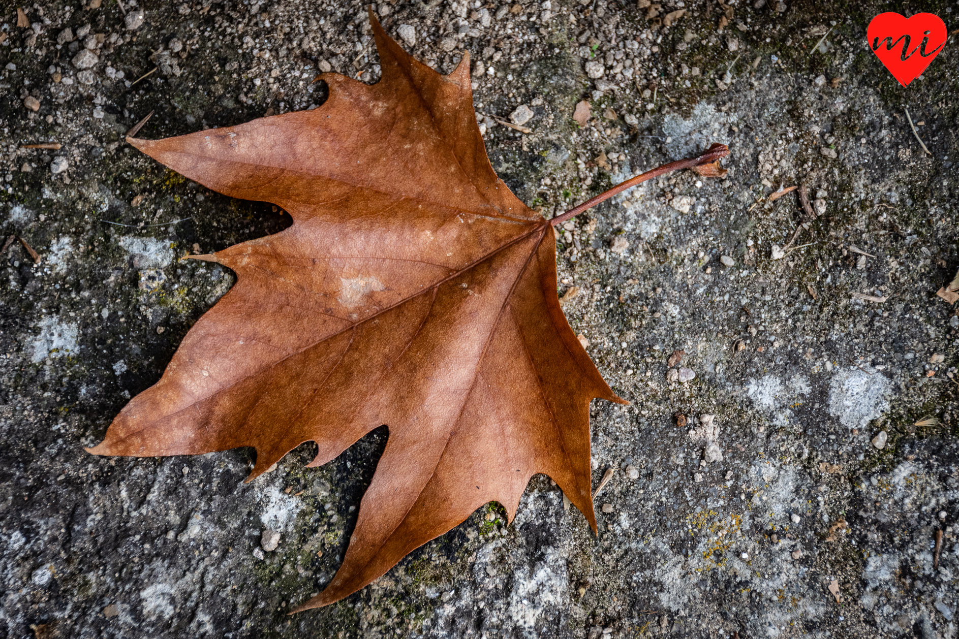 colores-de-otoño