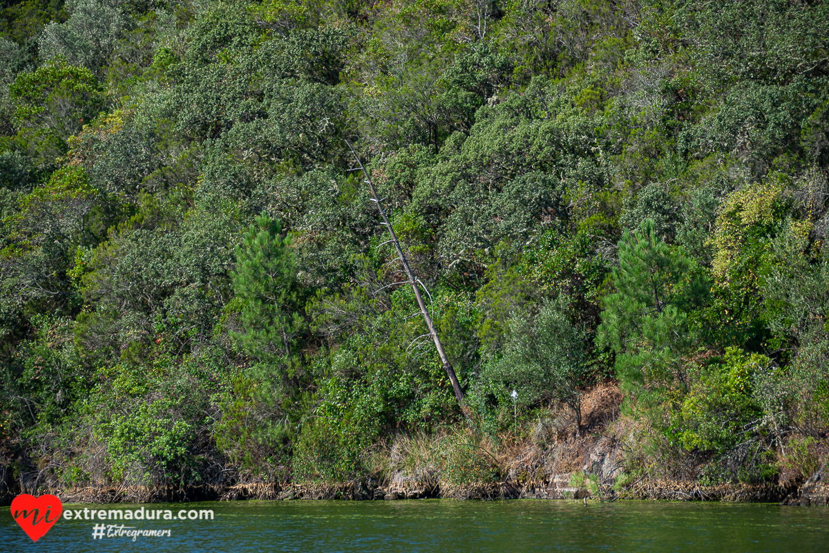 amazonas o tajo