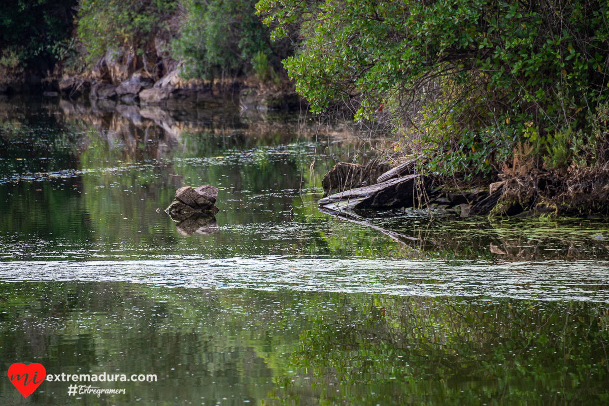 amazonas o tajo