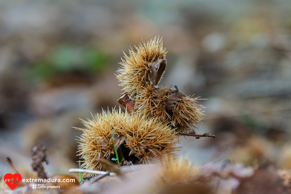 otoño-puerto-honduras