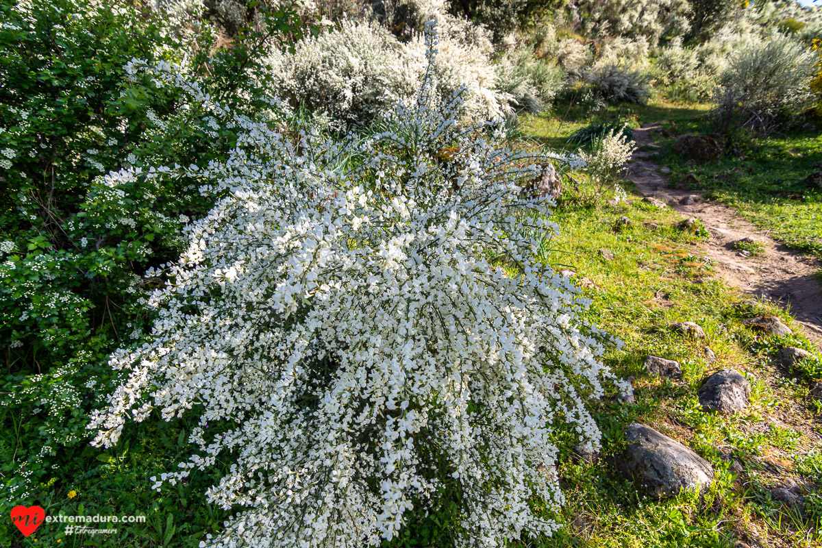 escoba blanca flor