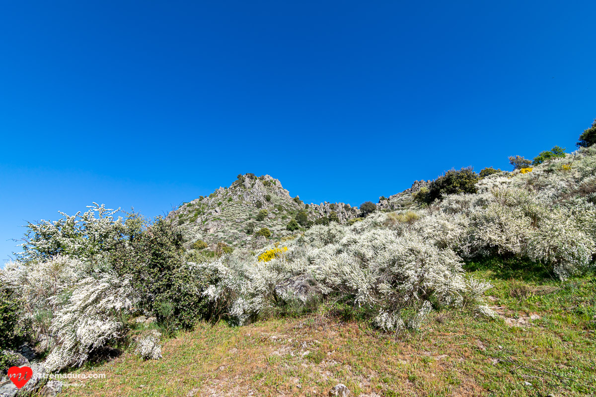 escoba blanca flor