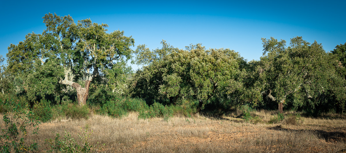 naturaleza-estrellas-comarca-lacara