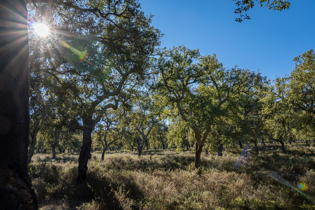 naturaleza-estrellas-comarca-lacara