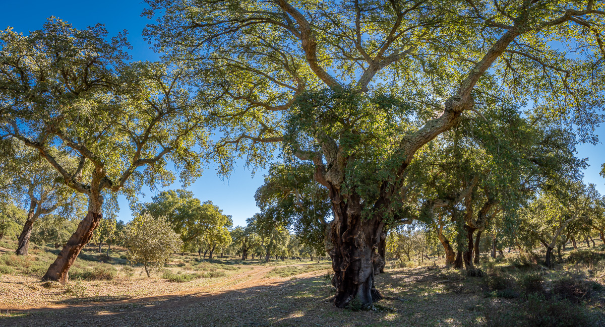 naturaleza-estrellas-comarca-lacara