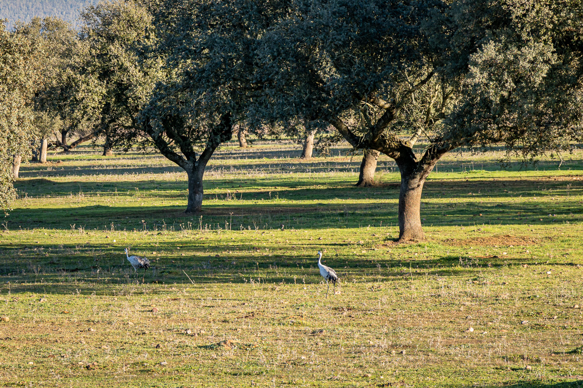 naturaleza-estrellas-comarca-lacara