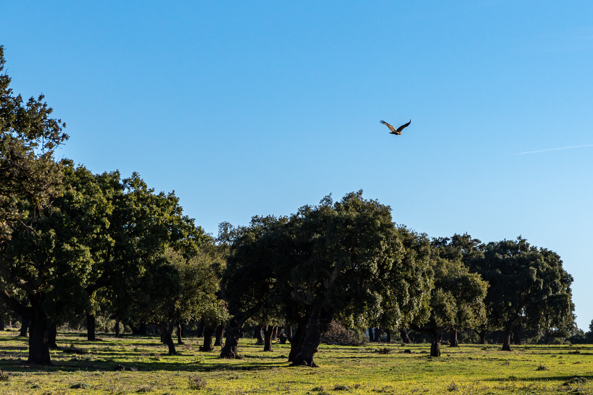 naturaleza-estrellas-comarca-lacara