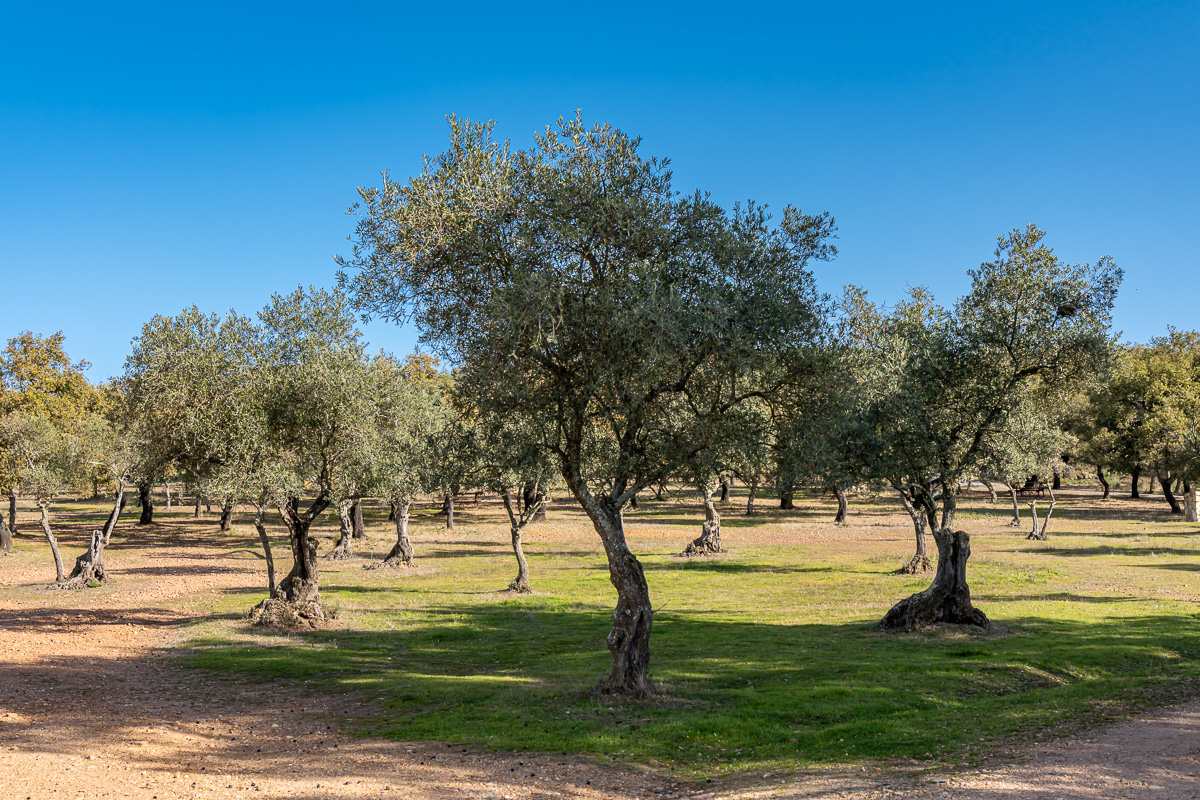 naturaleza-estrellas-comarca-lacara