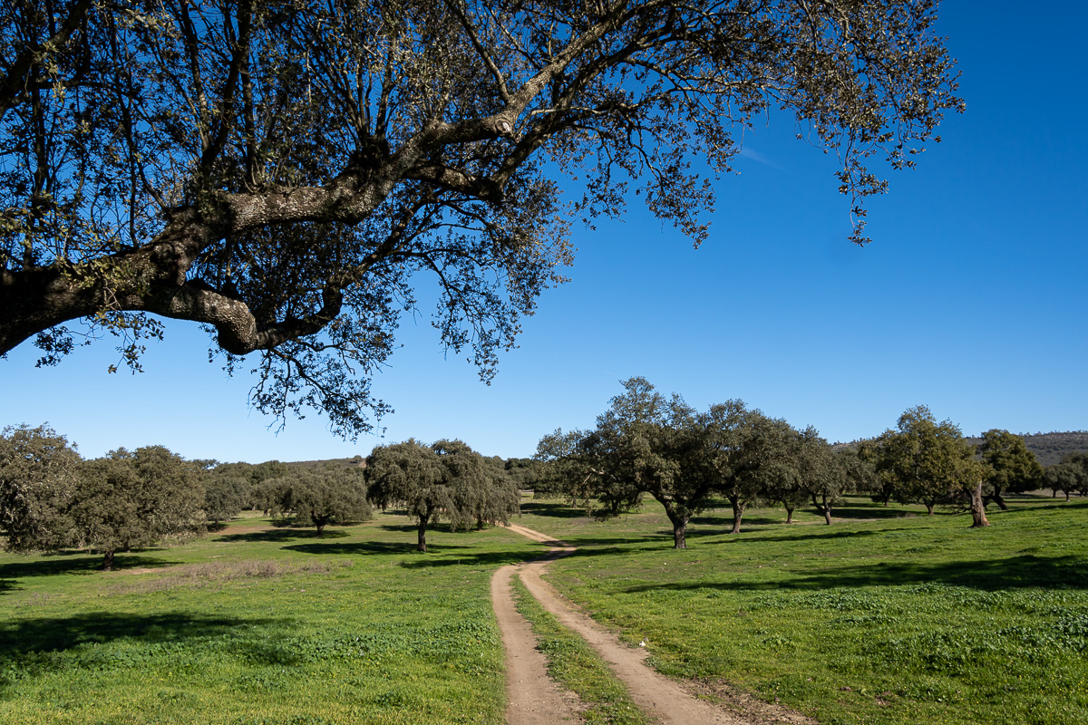 naturaleza-estrellas-comarca-lacara