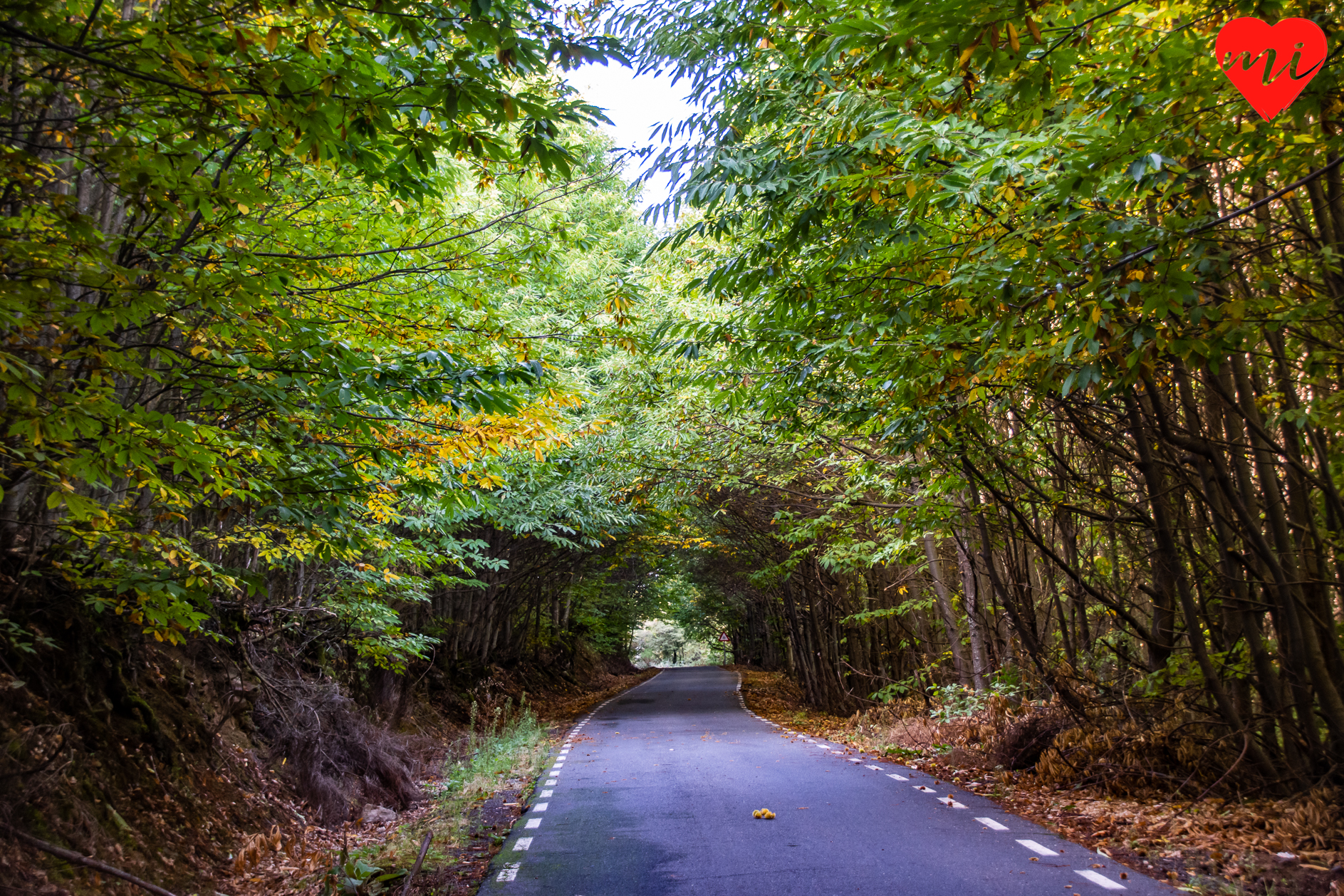 hervas-bosque-encantado