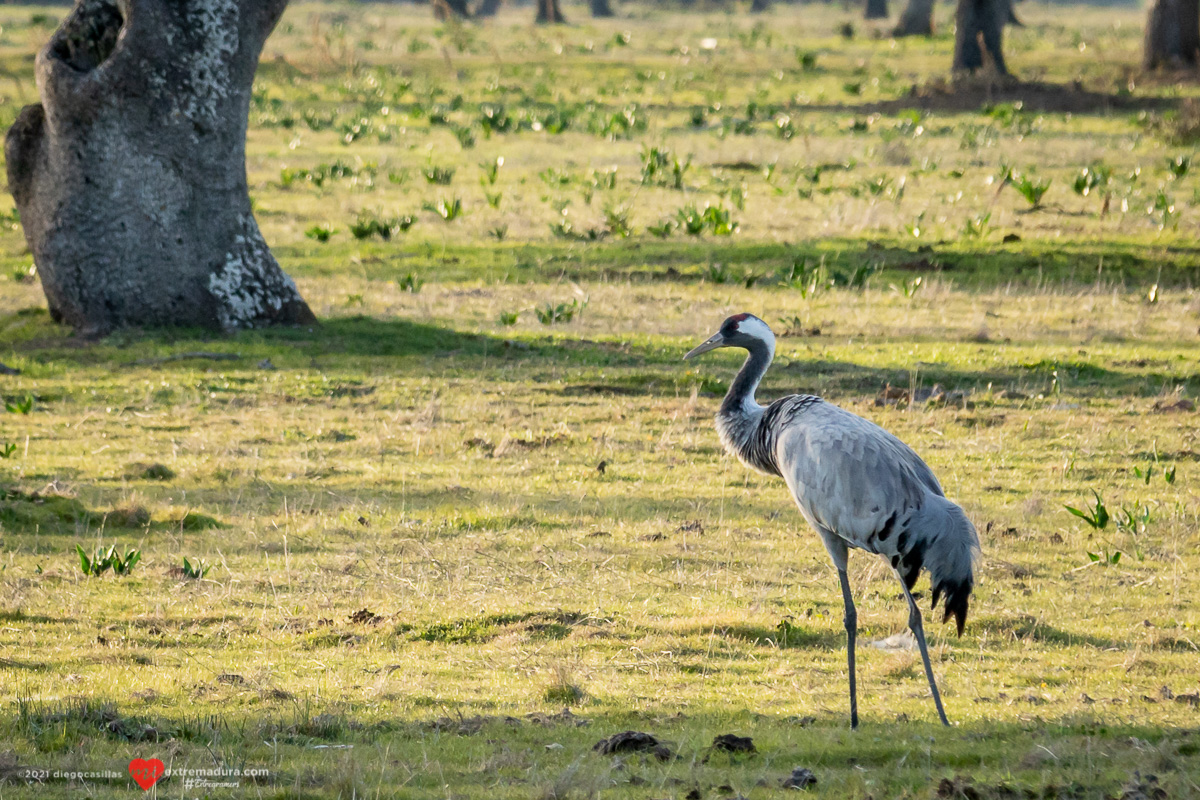 grus-grus-grullas