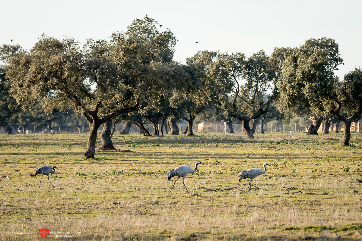 grus-grus-grullas