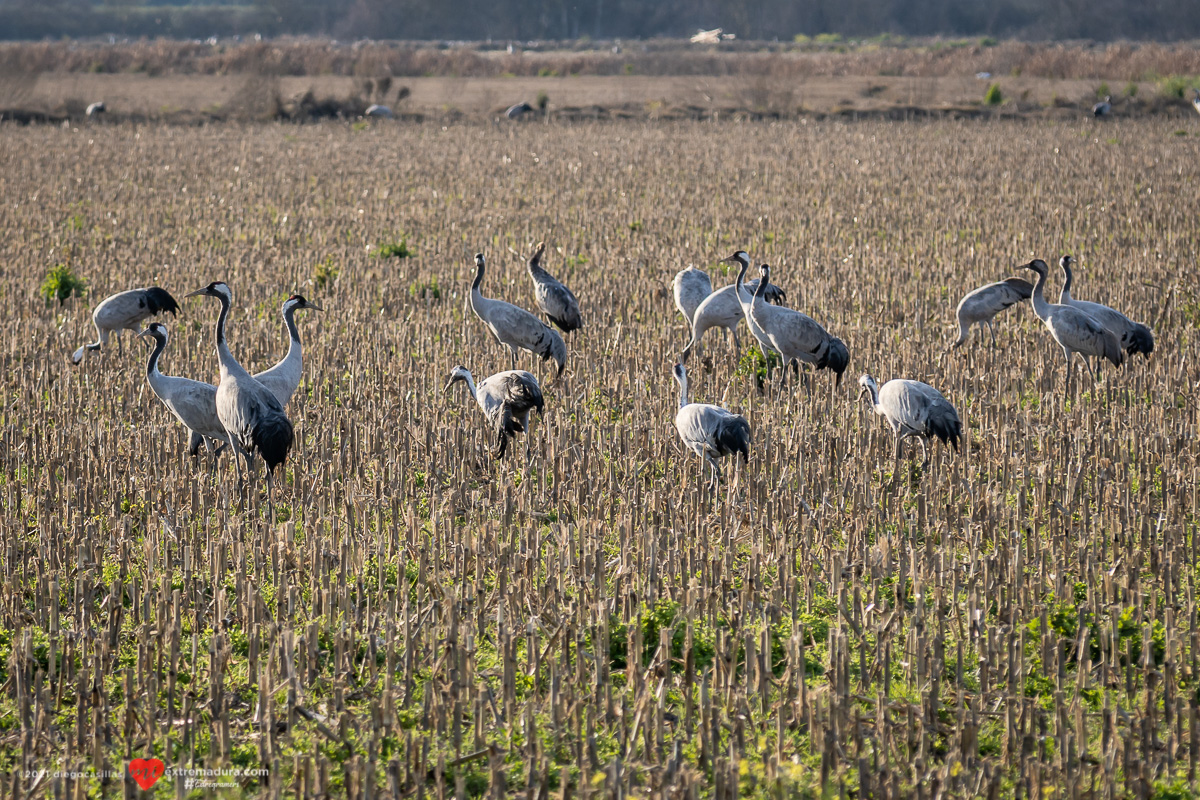 grus-grus-grullas