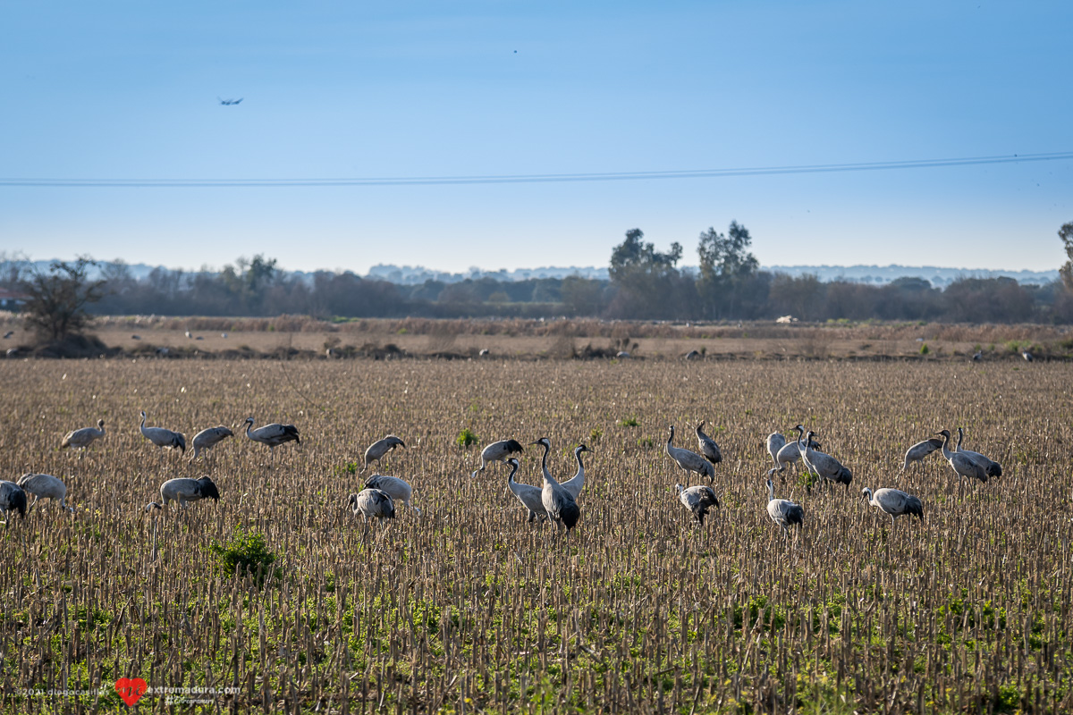 grus-grus-grullas