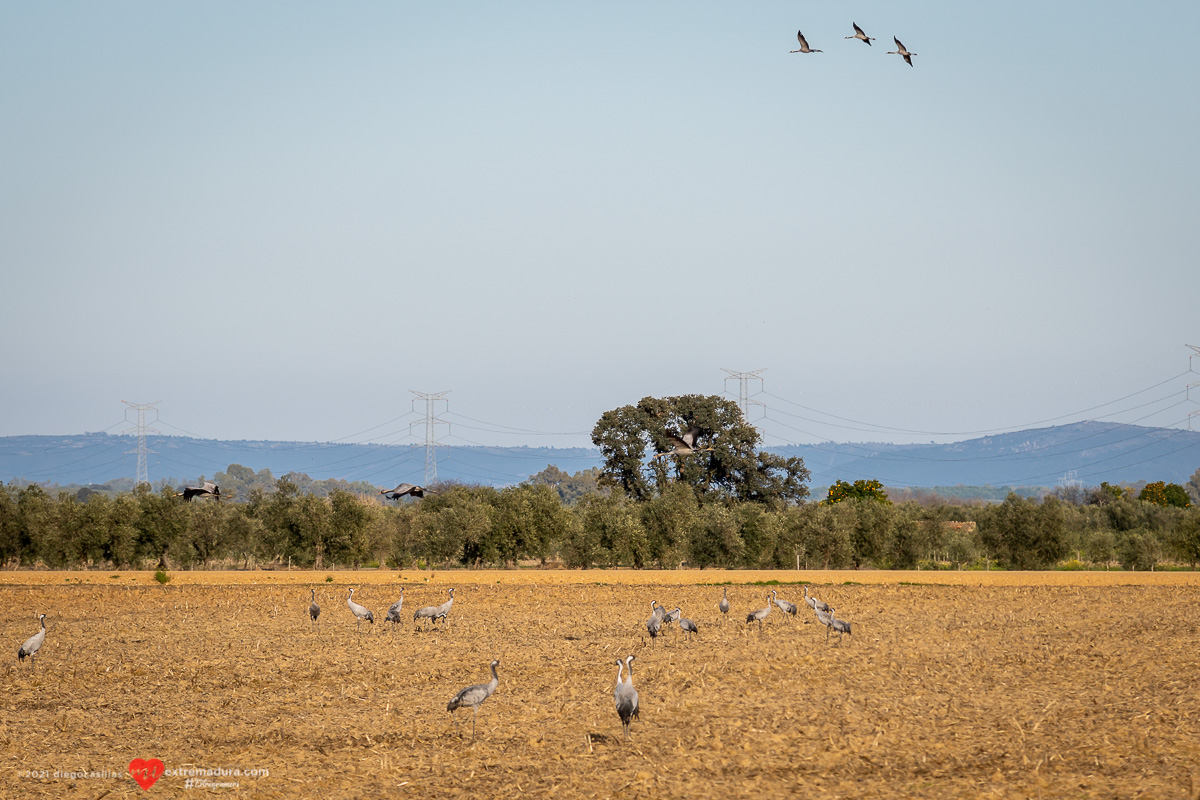 grus-grus-grullas