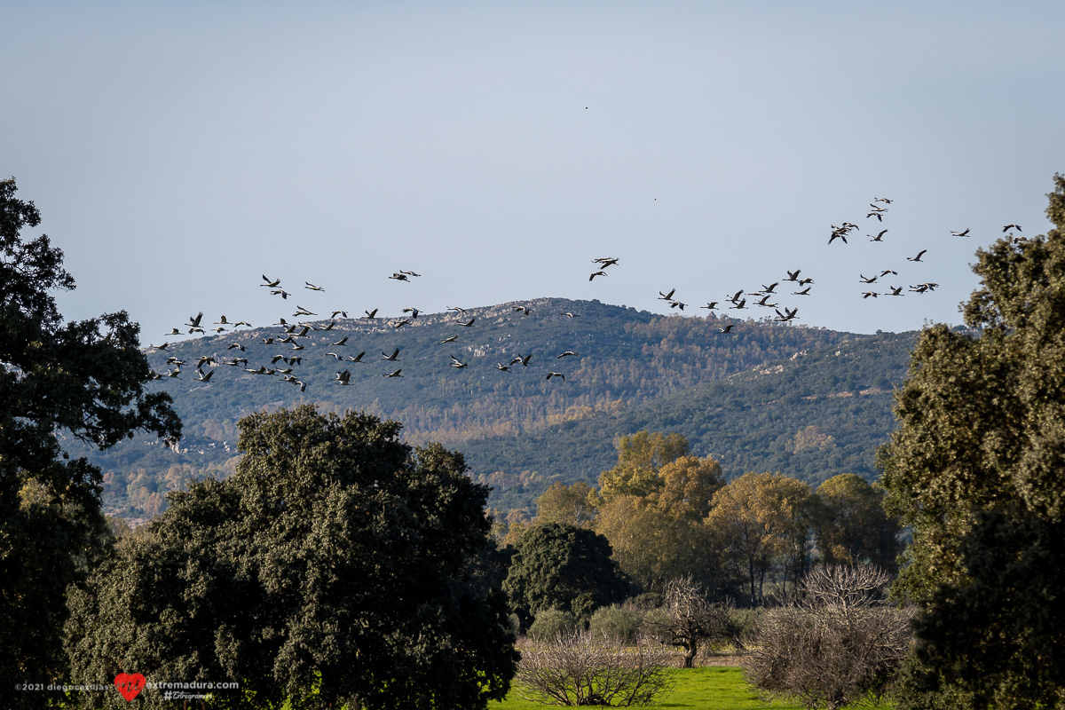 grus-grus-grullas