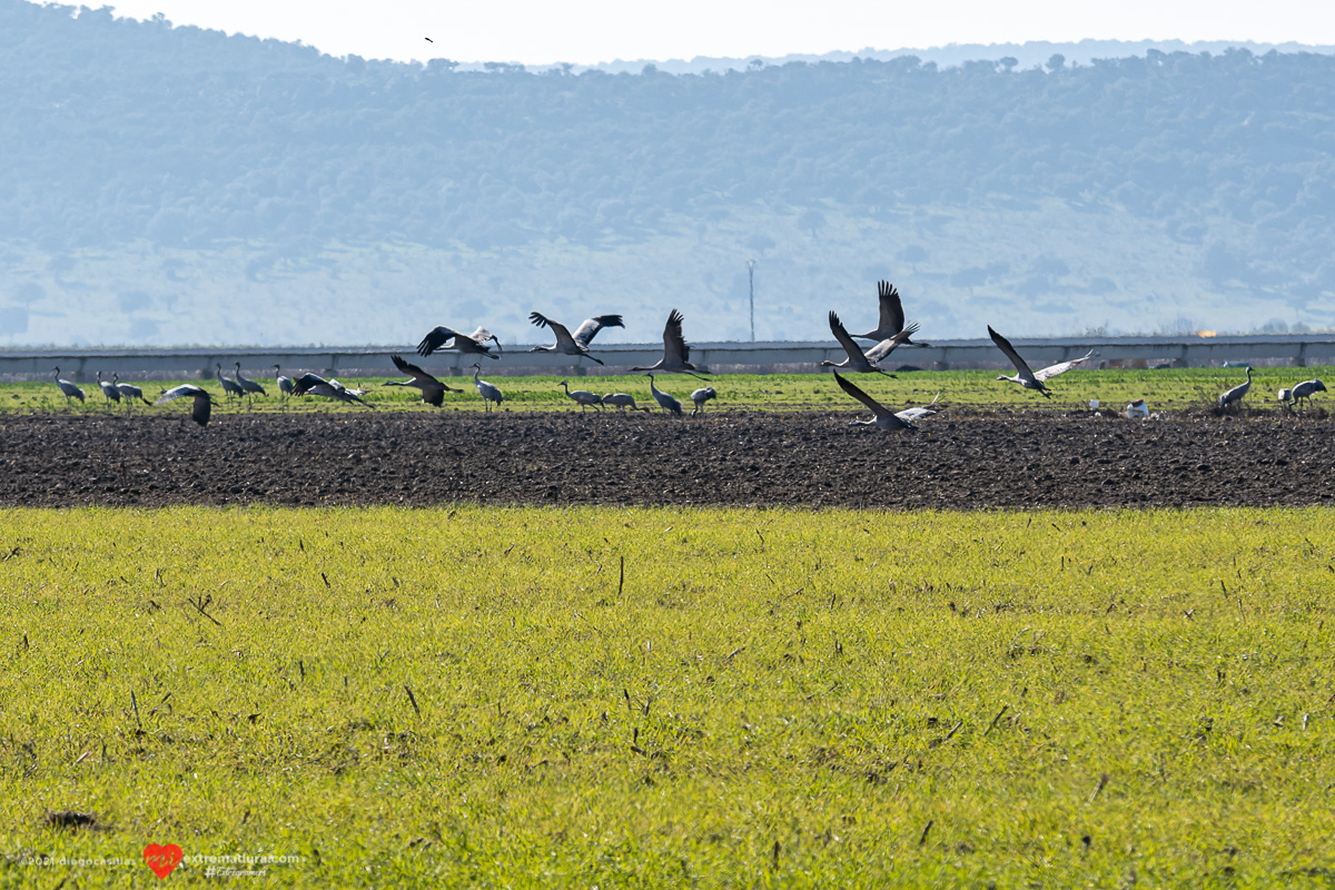 grus-grus-grullas