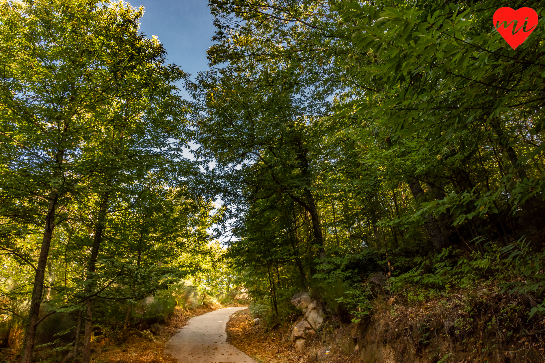 hervas-bosque-encantado