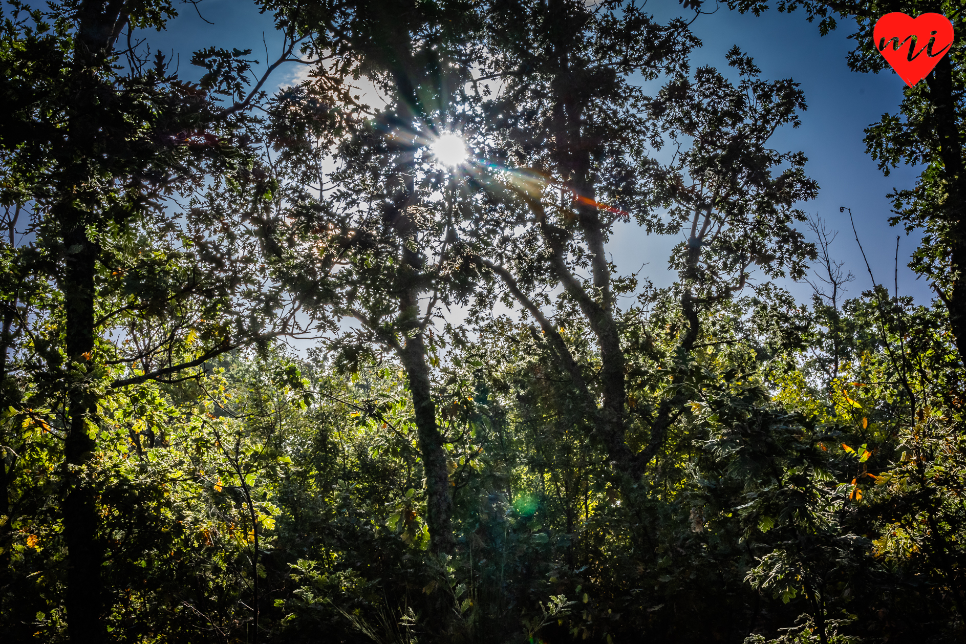 hervas-bosque-encantado