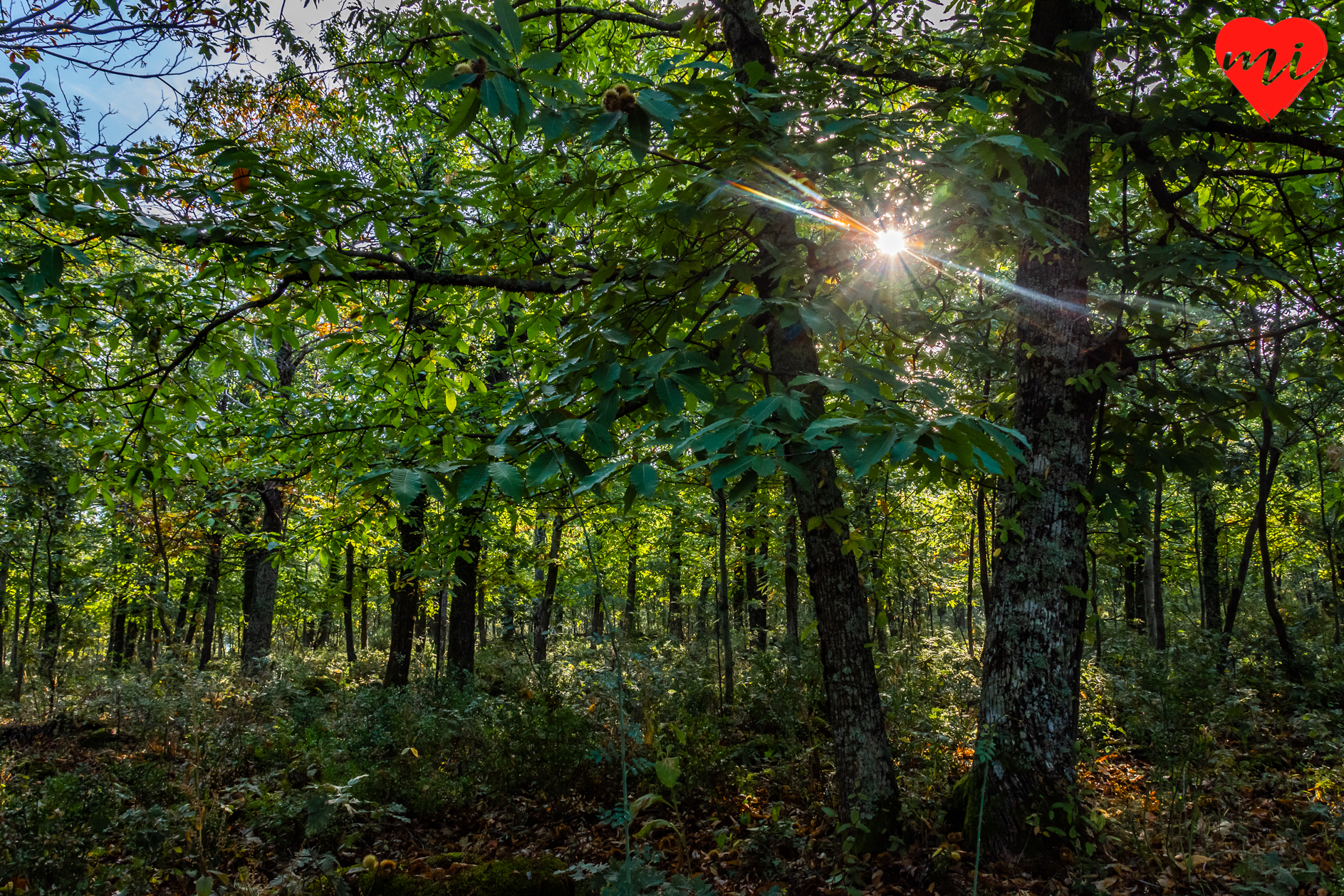 hervas-bosque-encantado