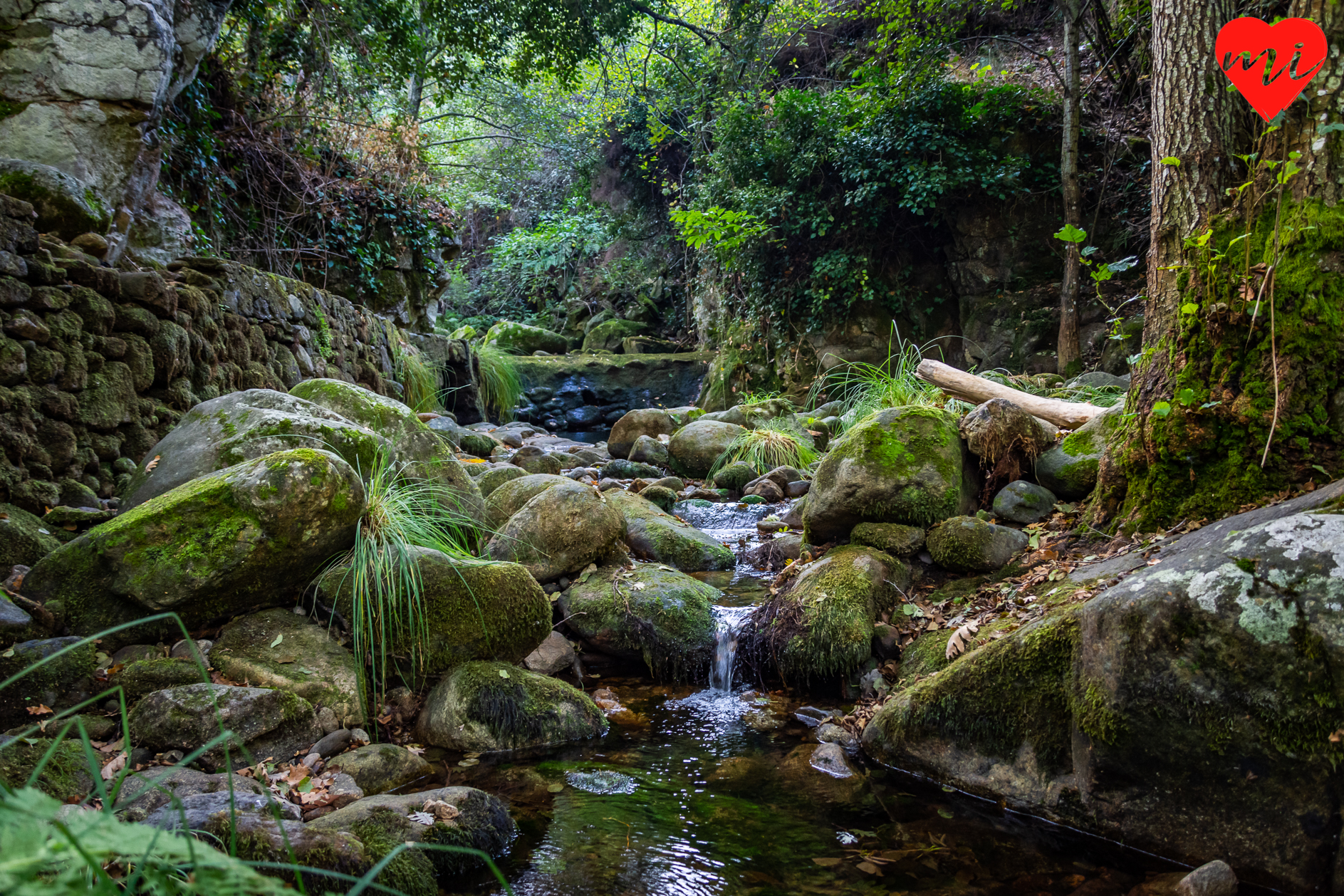 hervas-bosque-encantado