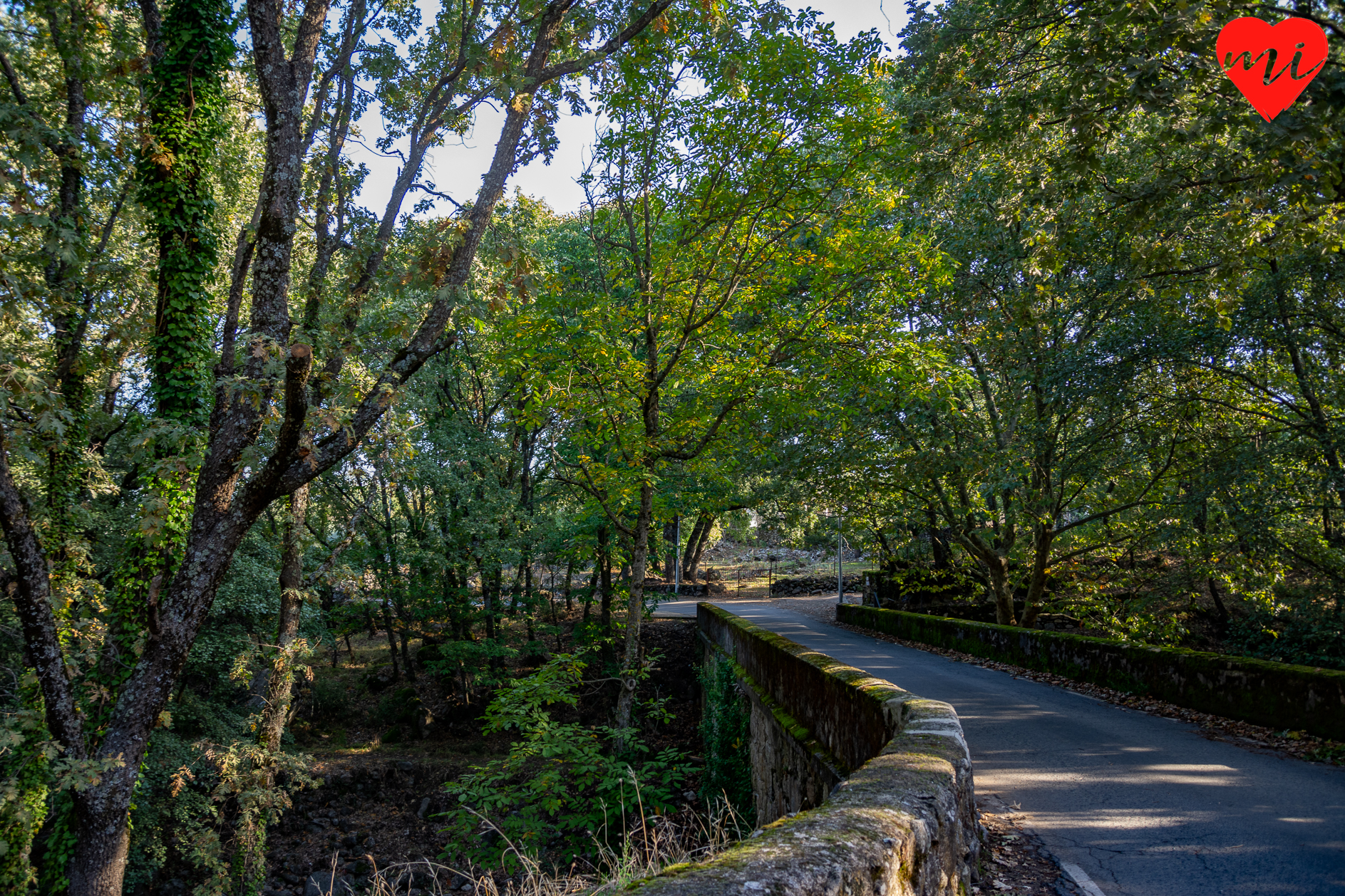 hervas-bosque-encantado