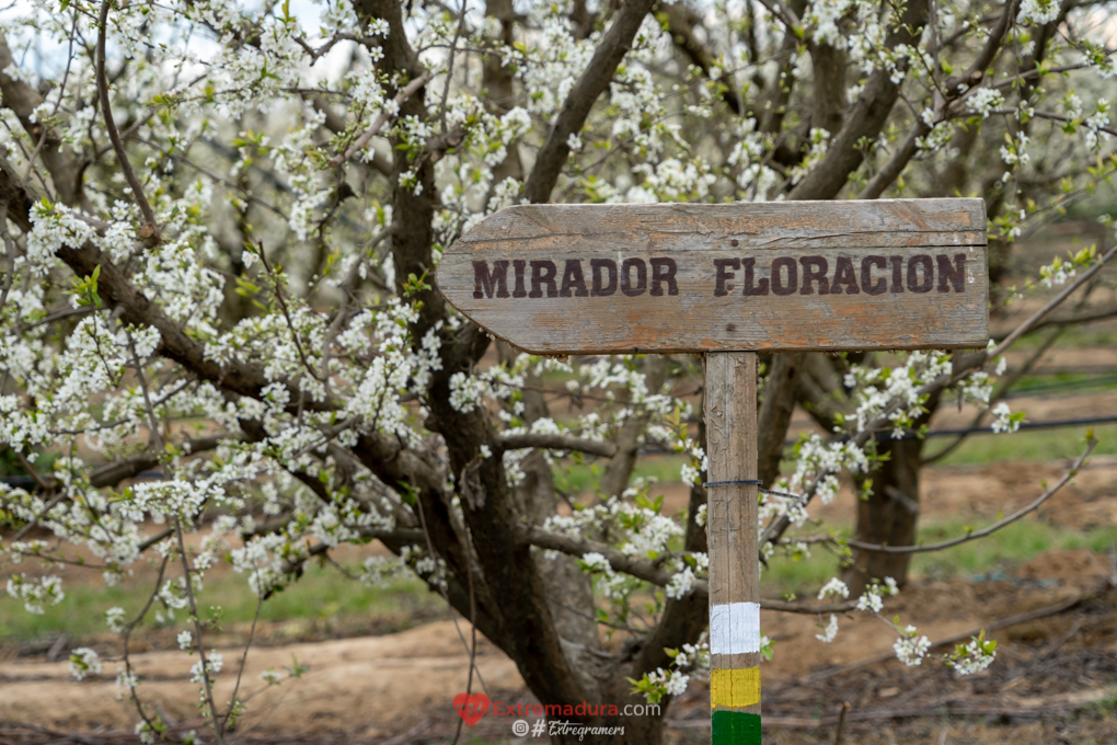 valdelacalzada en flor