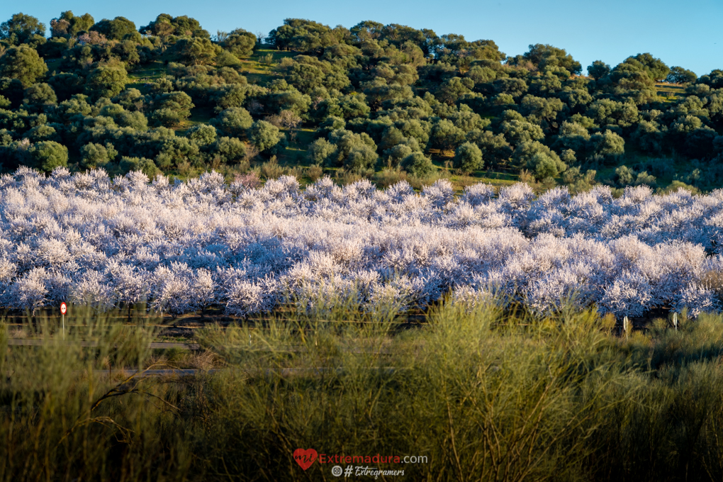 almendrosenflor