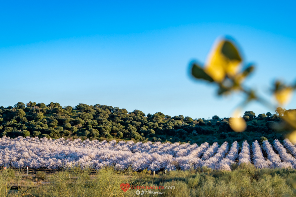 almendrosenflor