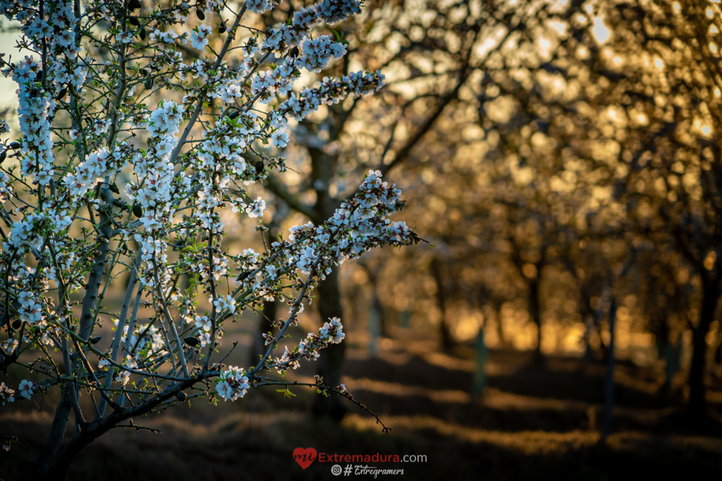 almendrosenflor