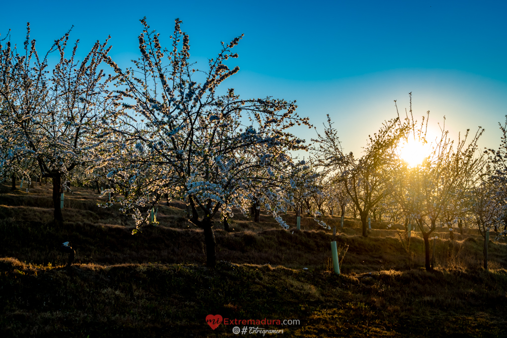 almendrosenflor