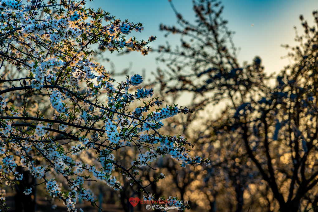 almendrosenflor