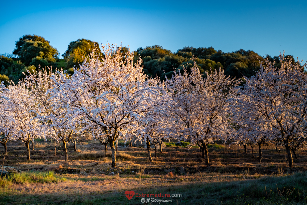 almendrosenflor