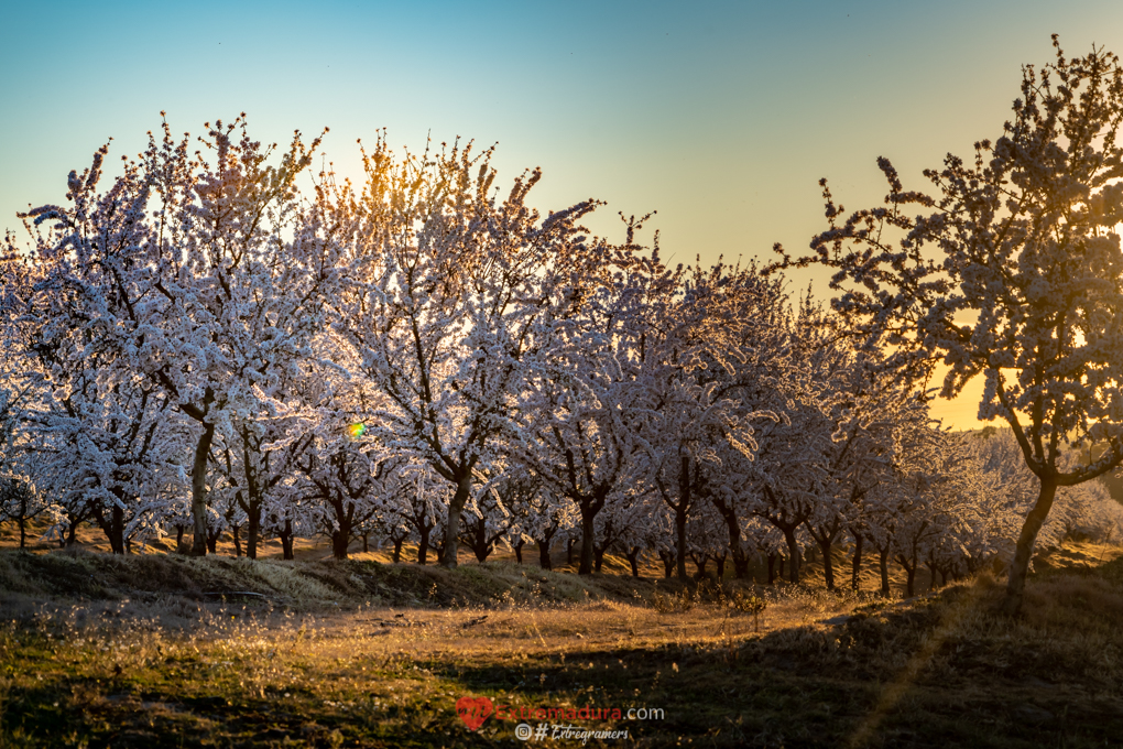 almendrosenflor