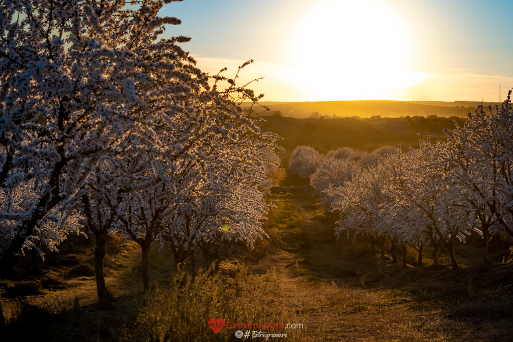 almendrosenflor